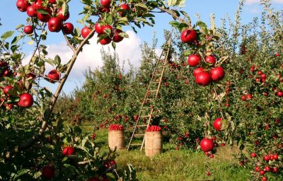 Stropirea pomilor fructiferi – iata ce ai nevoie pentru aceasta sarcina